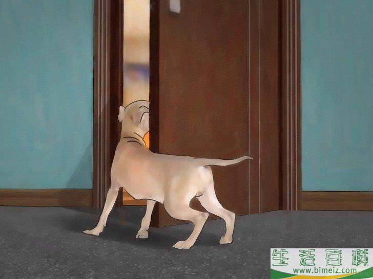 怎么消灭房间里的跳蚤和蜱虫