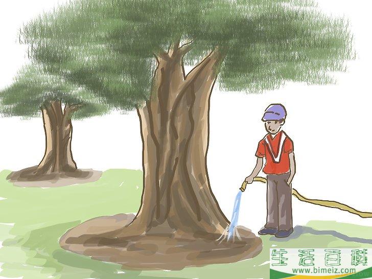 怎么种橄榄