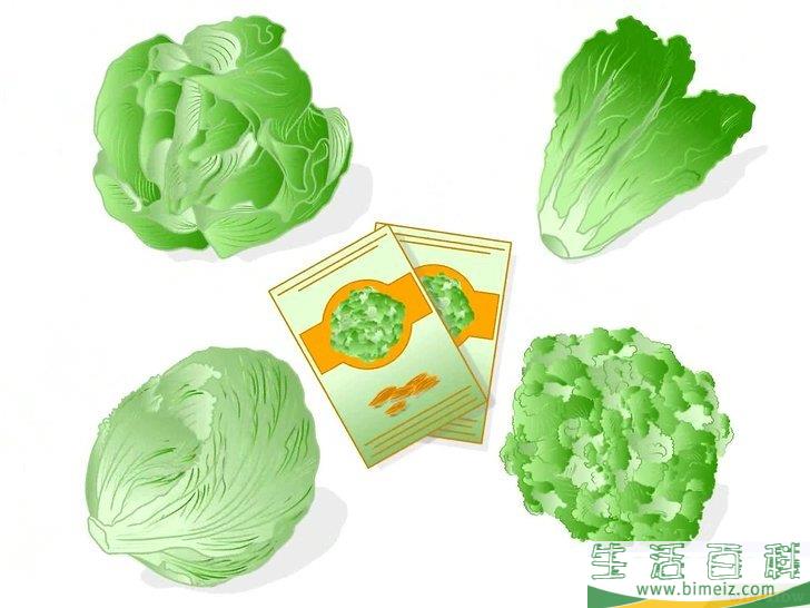 怎么种植生菜