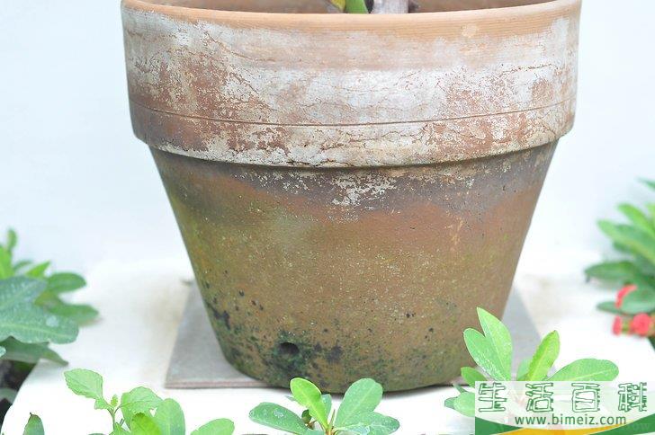 怎么才能把植物养好
