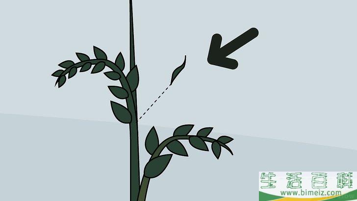 怎么种植番茄