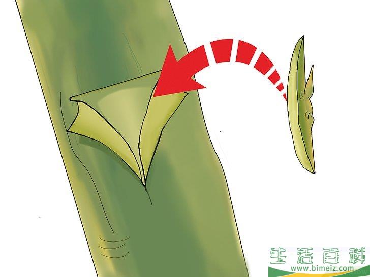 怎么嫁接树