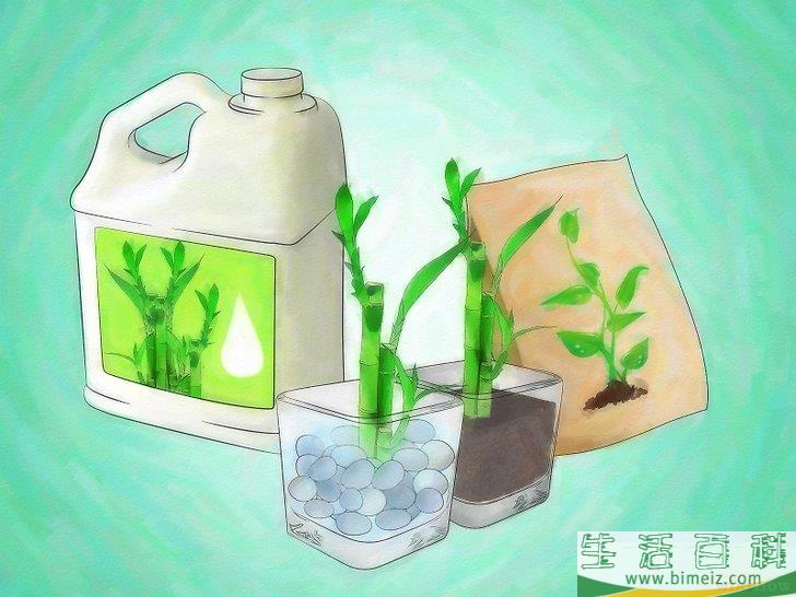 怎么栽种富贵竹