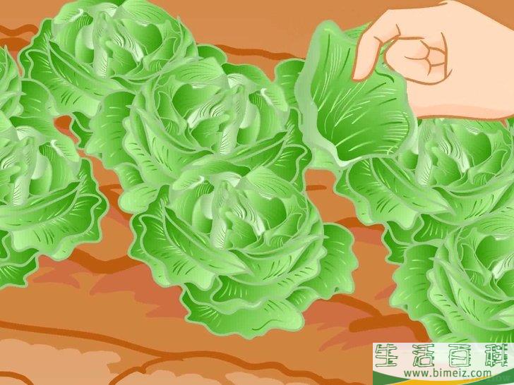 怎么种植生菜