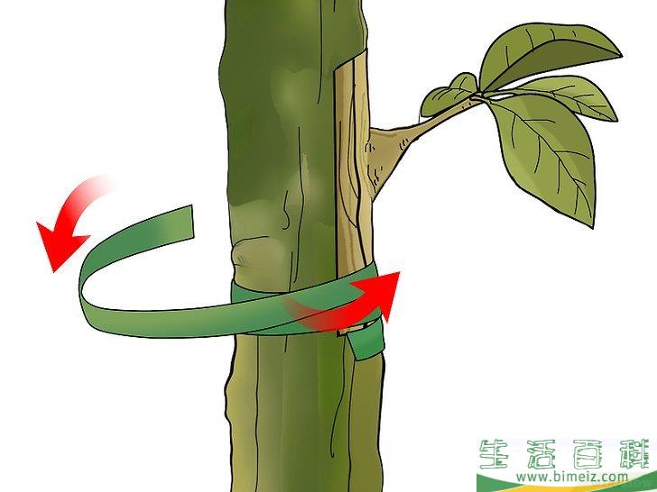 怎么嫁接树