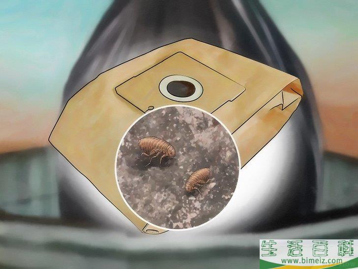 怎么消灭地毯里的跳蚤
