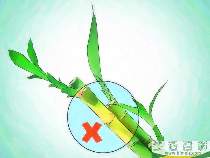 怎么栽种富贵竹