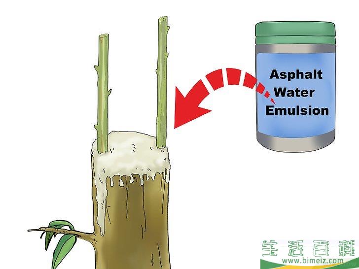 怎么嫁接树