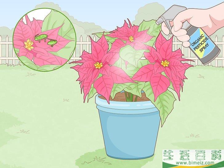 怎么挽救濒死的一品红