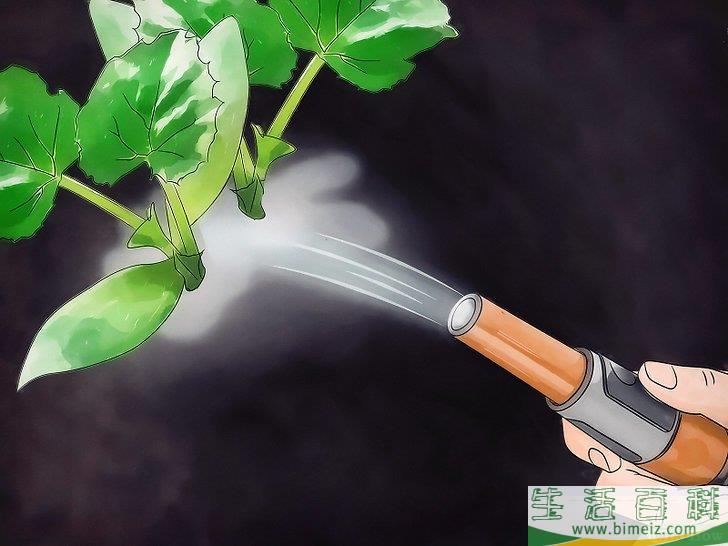 怎么种植甜瓜