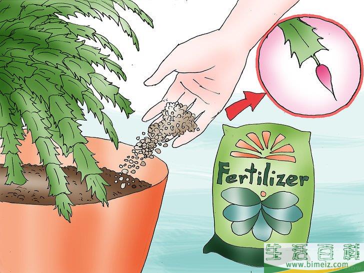 怎么照顾圣诞仙人掌
