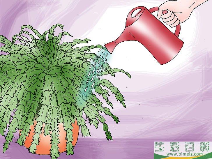 怎么照顾圣诞仙人掌