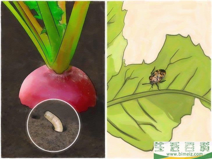 怎么种萝卜