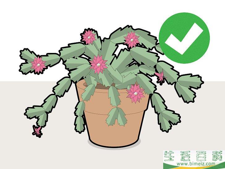怎么修剪蟹爪兰