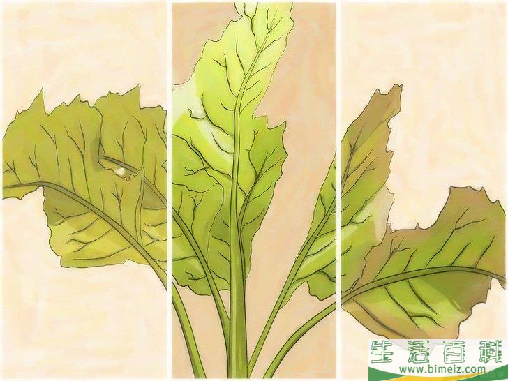 怎么种萝卜