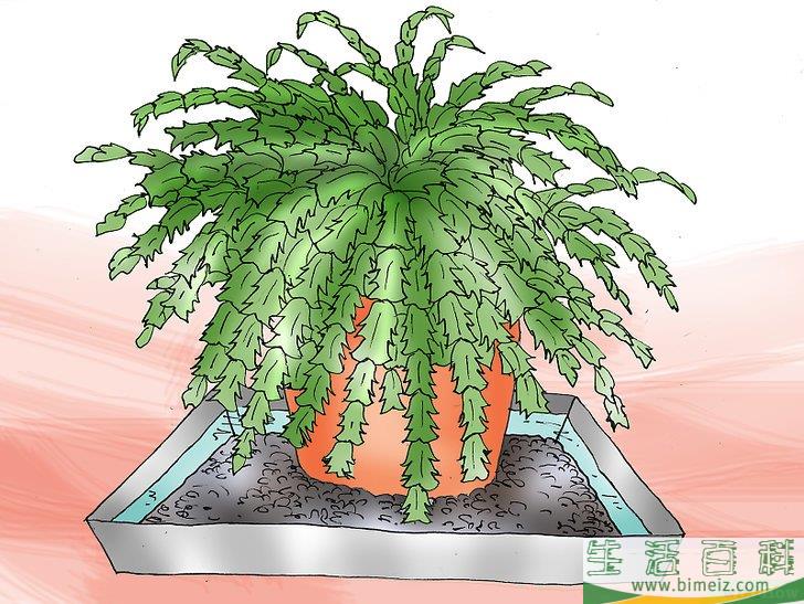 怎么照顾圣诞仙人掌