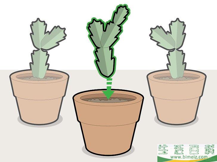 怎么修剪蟹爪兰