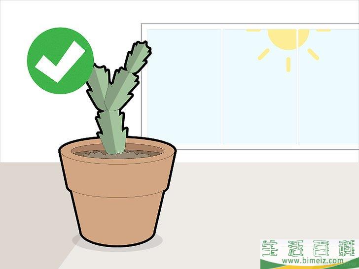 怎么修剪蟹爪兰