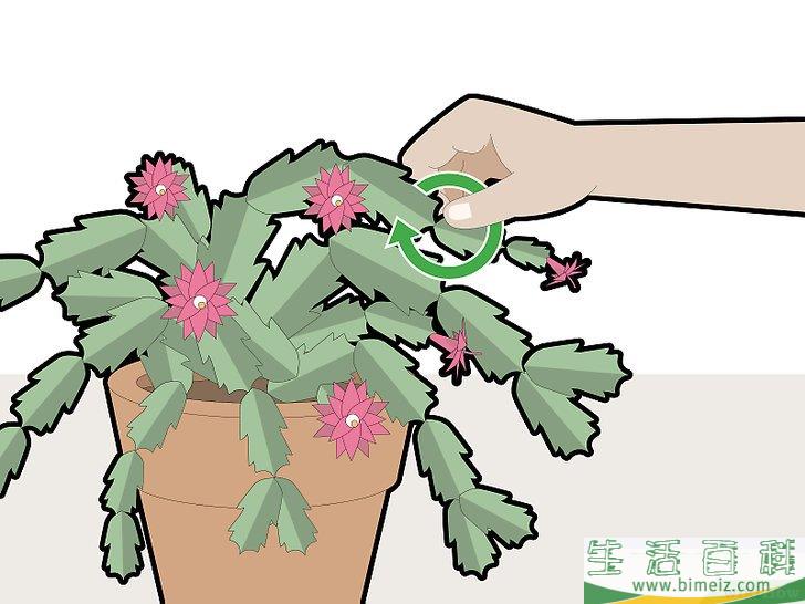怎么修剪蟹爪兰
