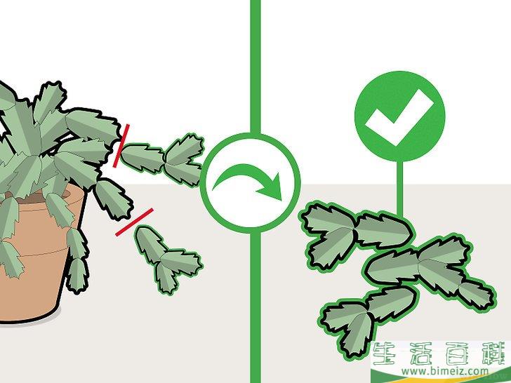 怎么修剪蟹爪兰