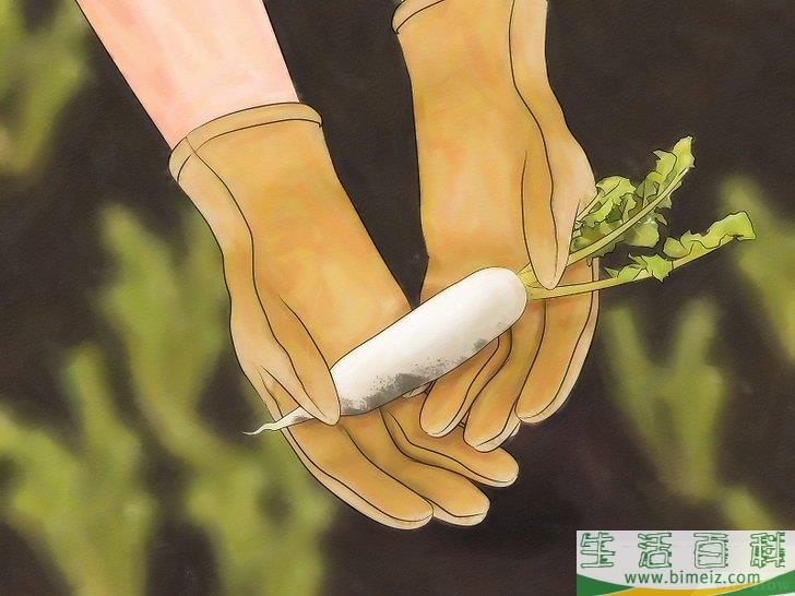 怎么种萝卜