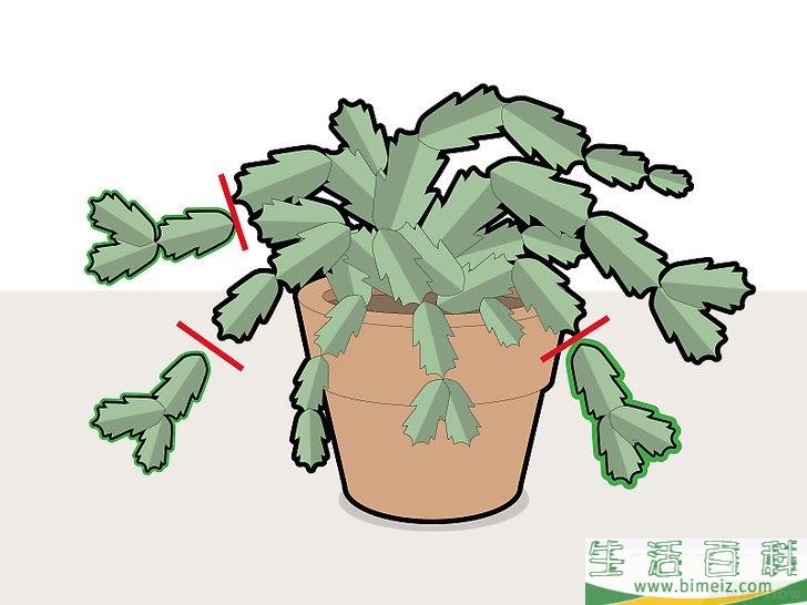 怎么修剪蟹爪兰