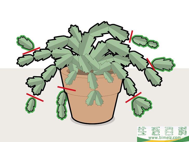 怎么修剪蟹爪兰
