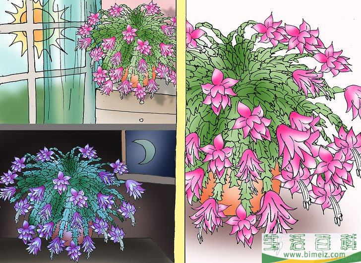 怎么照顾圣诞仙人掌