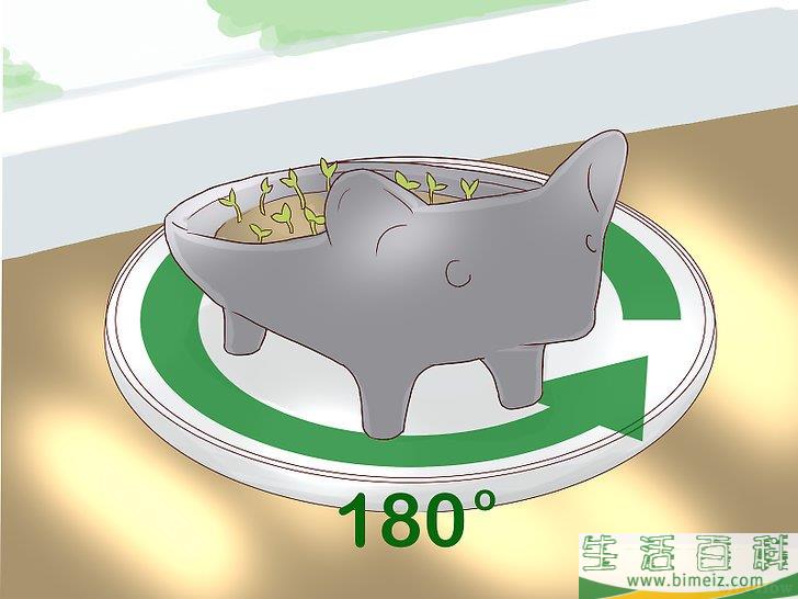 怎么培植奇亚籽宠物