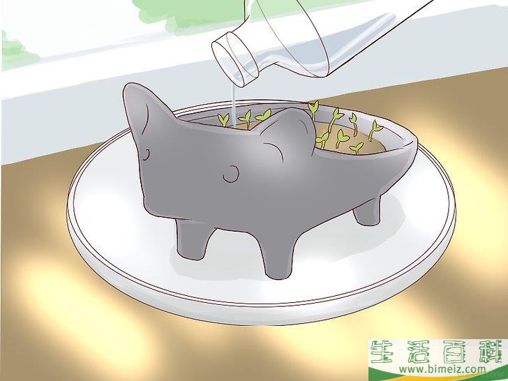 怎么培植奇亚籽宠物