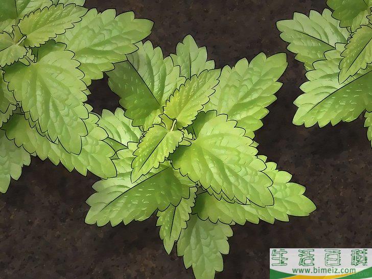 怎么用植物驱蚊