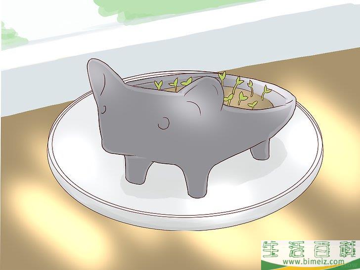 怎么培植奇亚籽宠物