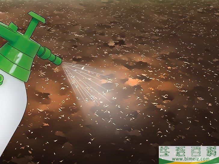 怎么消灭竹荪