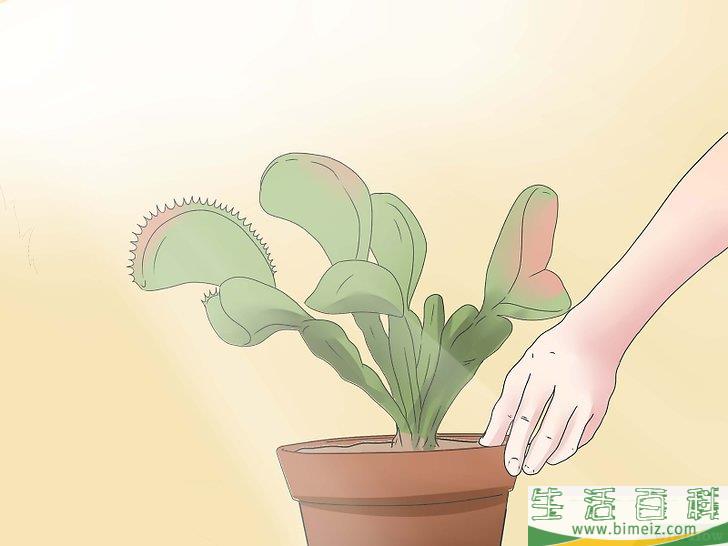 怎么照顾捕蝇草