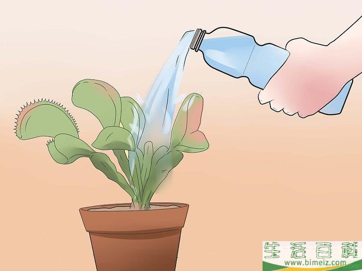 怎么照顾捕蝇草