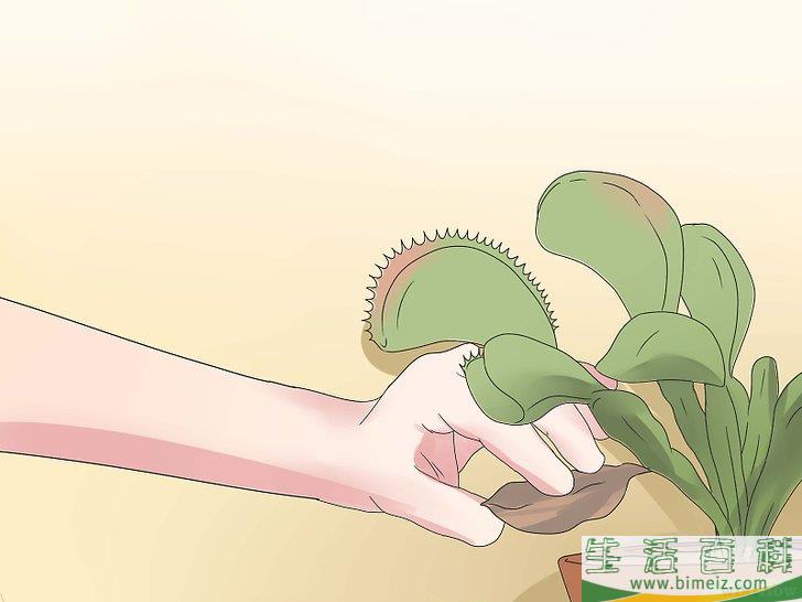 怎么照顾捕蝇草