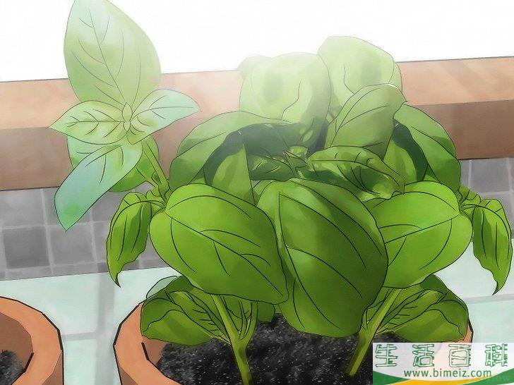 怎么用植物驱蚊