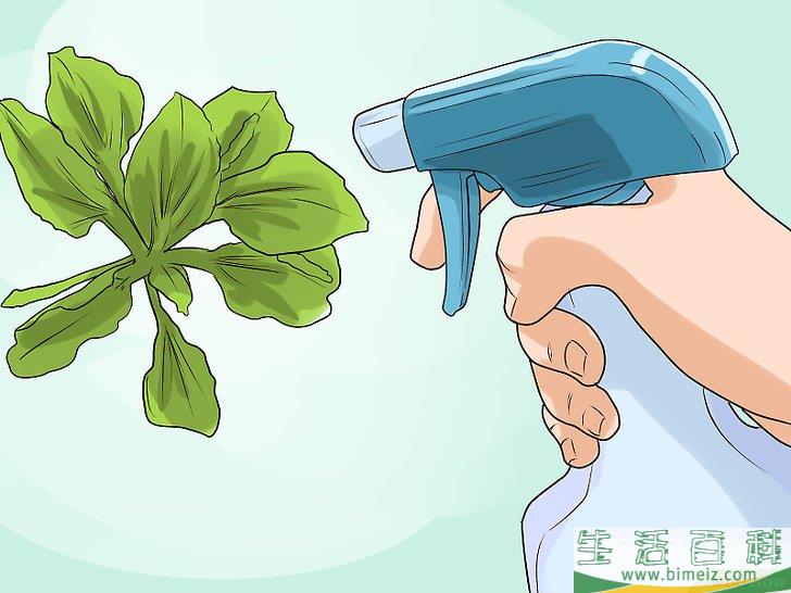 怎么用醋杀死杂草