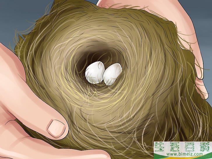 怎么驱赶鸟类