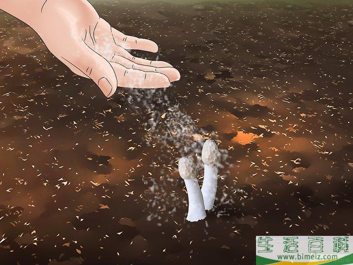 怎么消灭竹荪