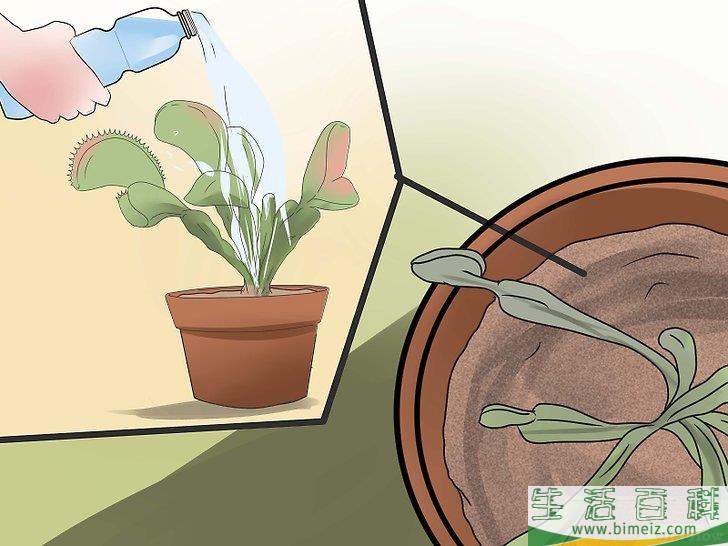 怎么照顾捕蝇草