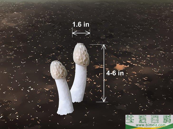 怎么消灭竹荪