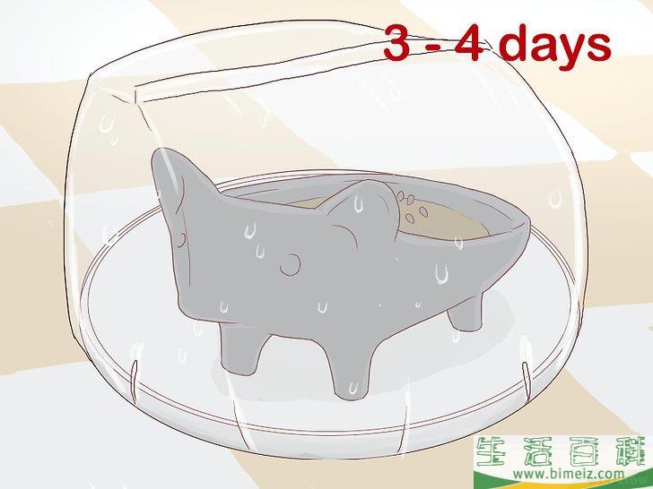 怎么培植奇亚籽宠物