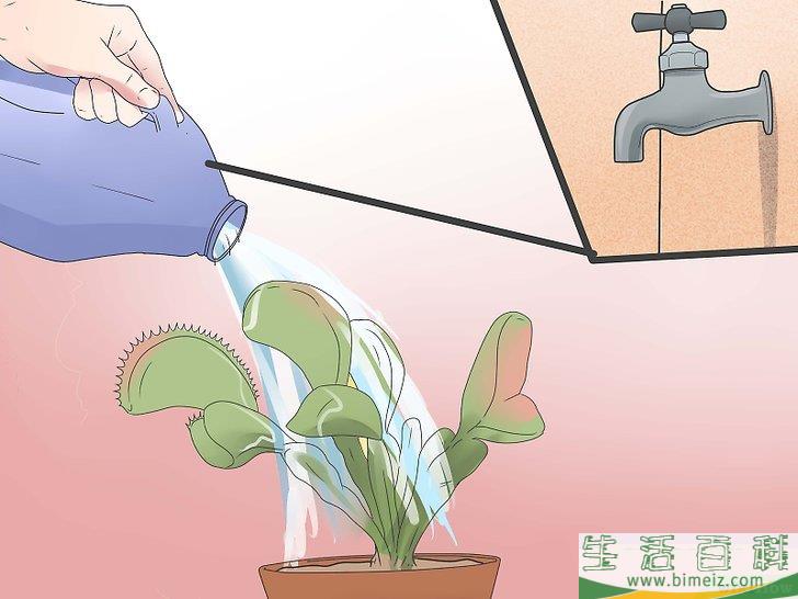 怎么照顾捕蝇草