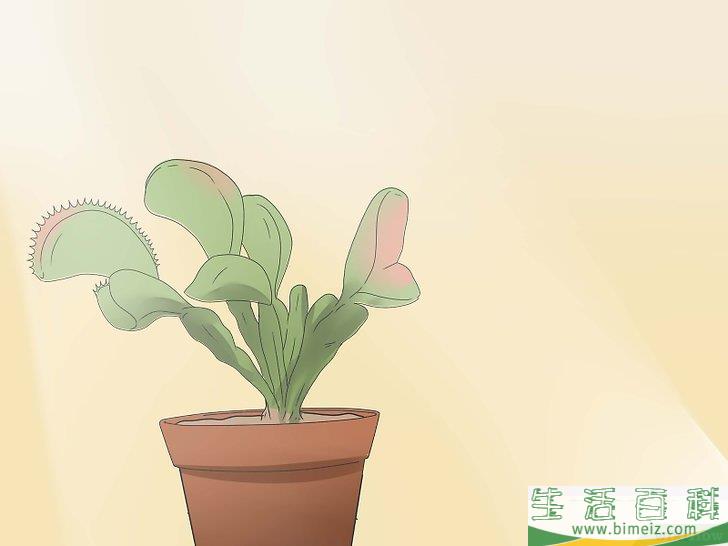 怎么照顾捕蝇草