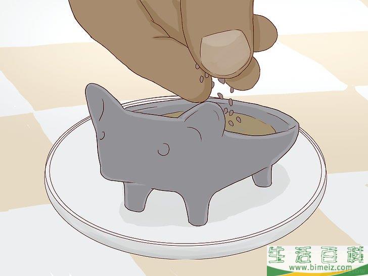 怎么培植奇亚籽宠物