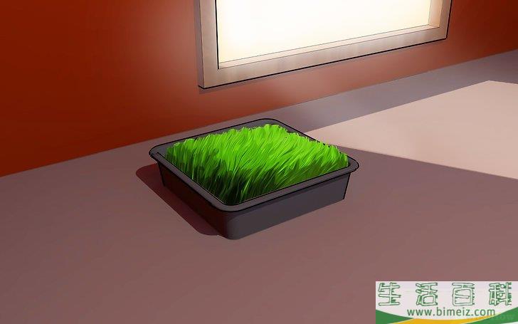 怎么在家种小麦草