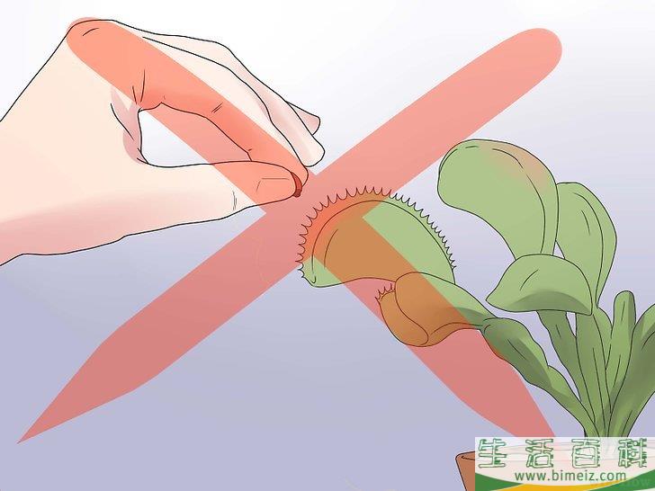 怎么照顾捕蝇草