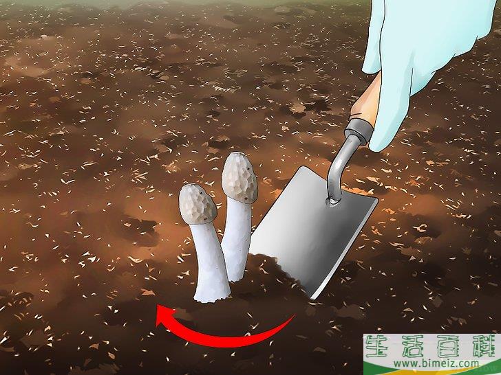 怎么消灭竹荪