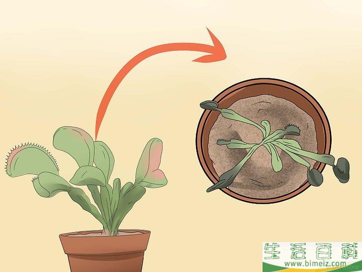 怎么照顾捕蝇草